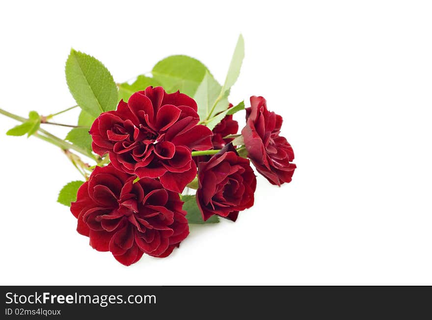 Petite red roses on a white background