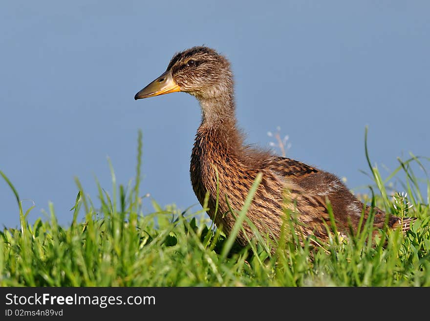 Chick of mallard