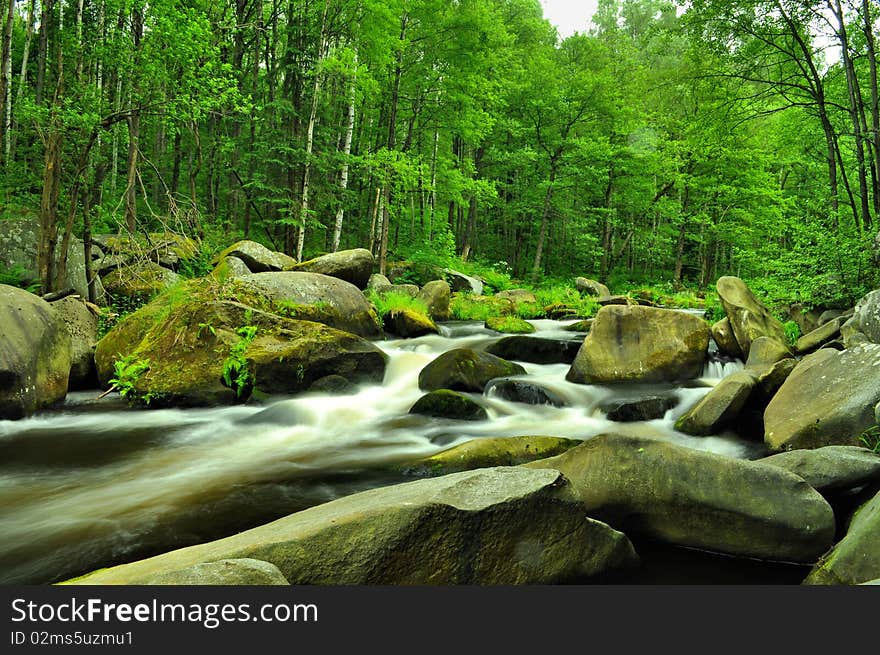 Wild river through green forest