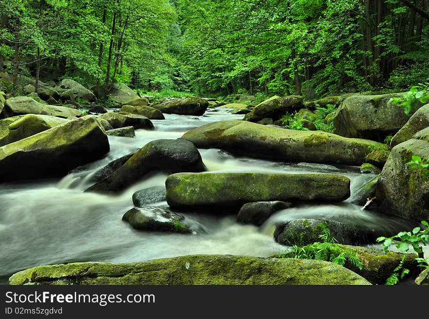 Wild river through green forest