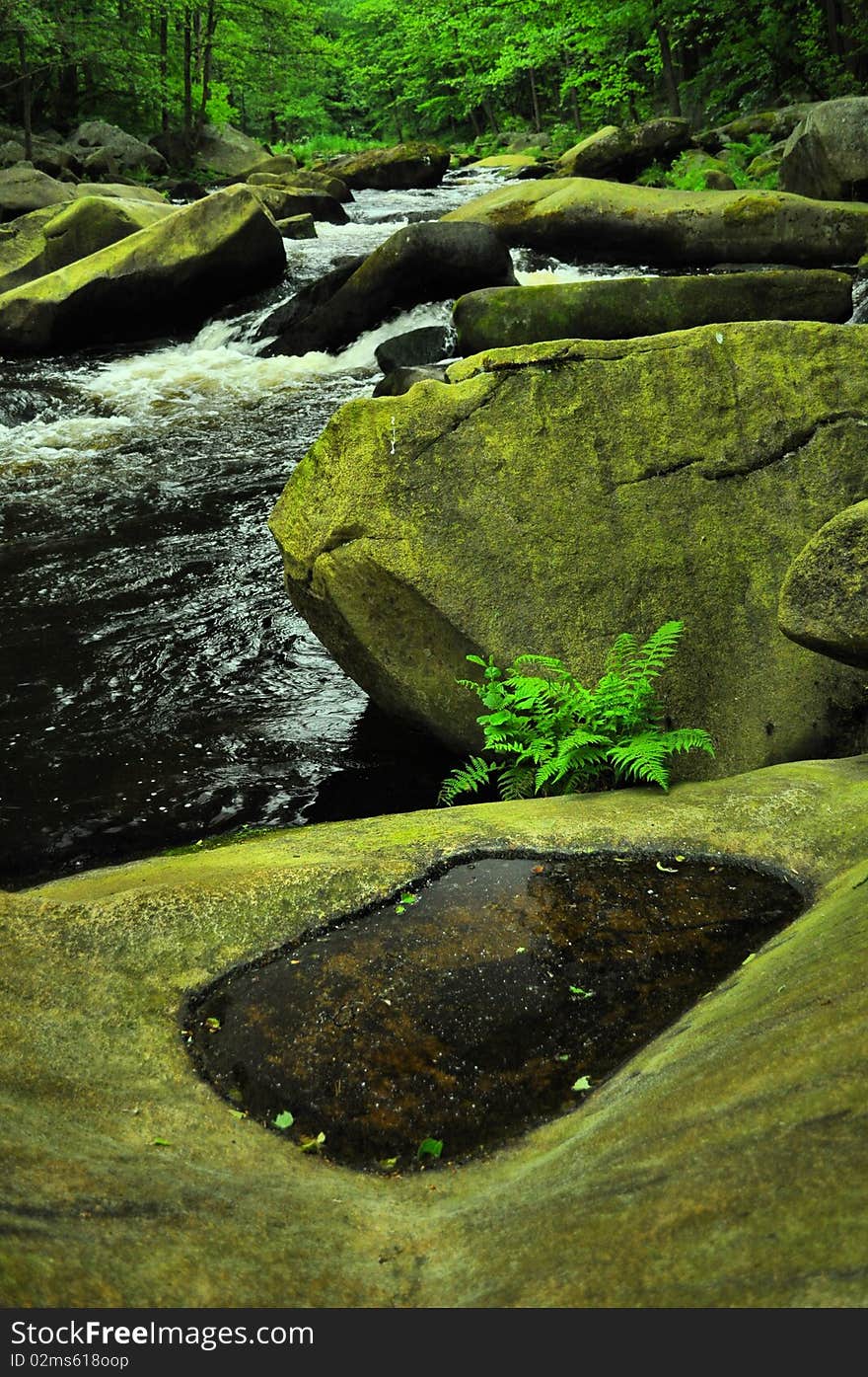 Wild river through green forest