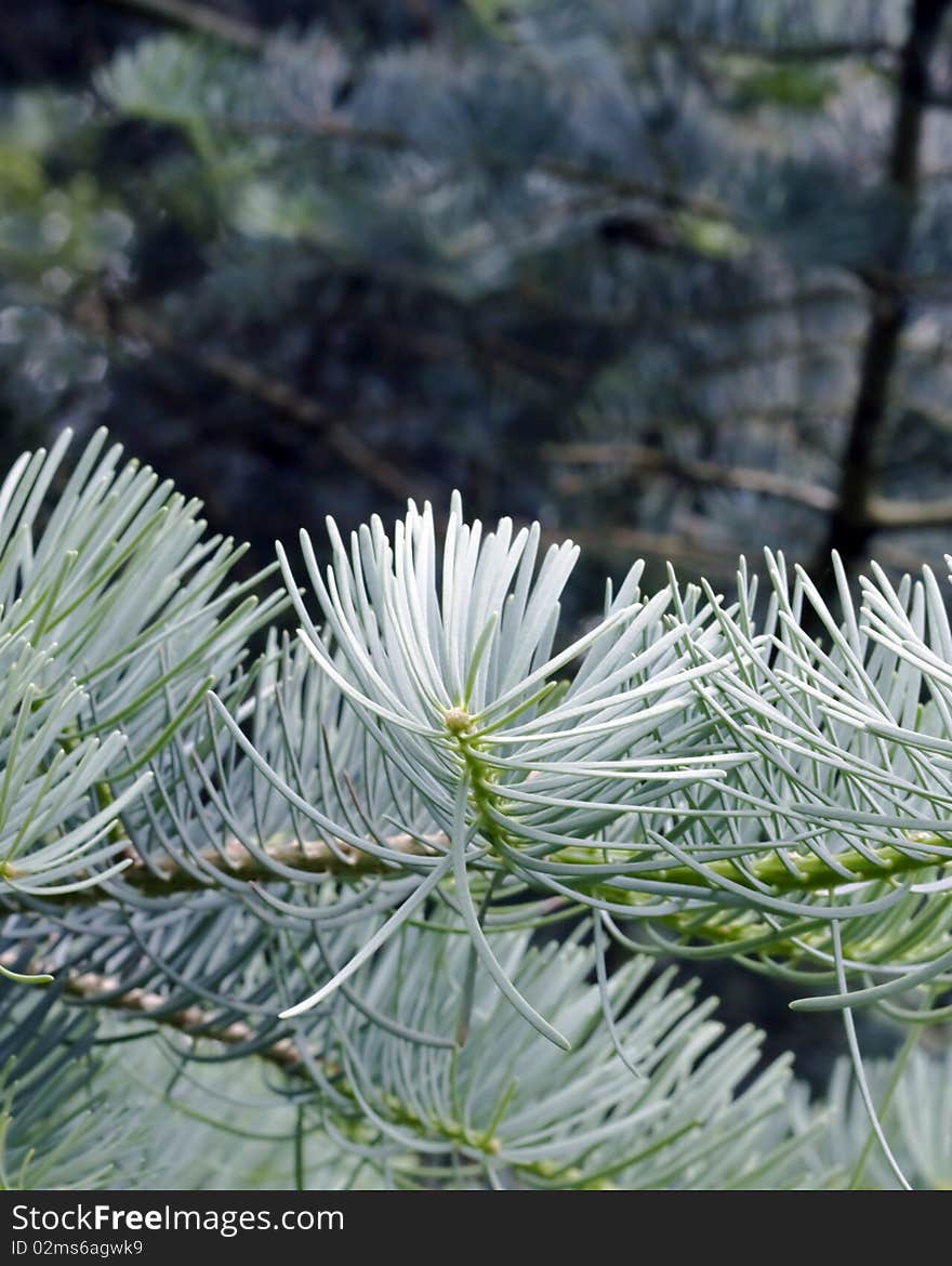 Close-up of pine needles