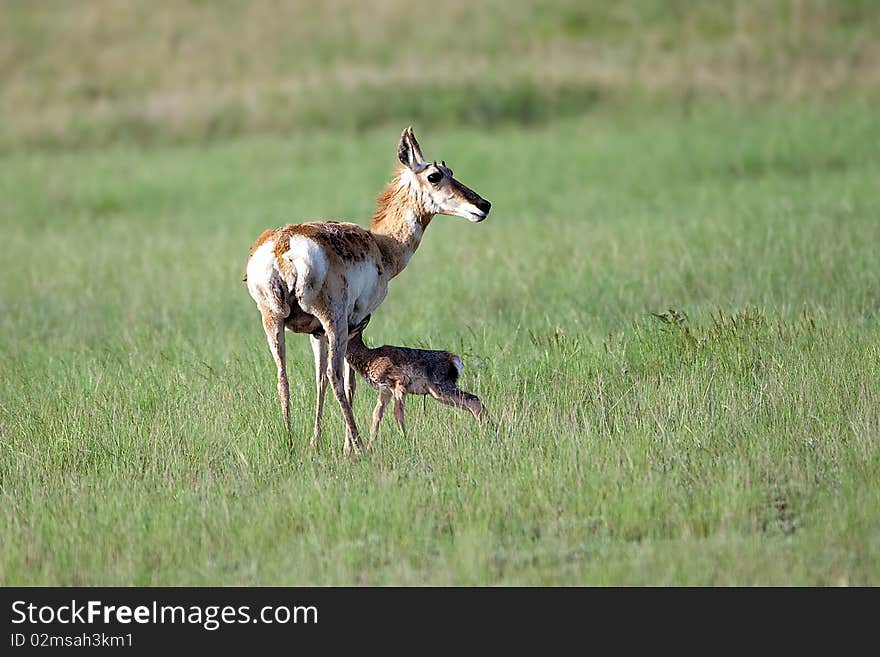 Pronghorn Doe and Fawn