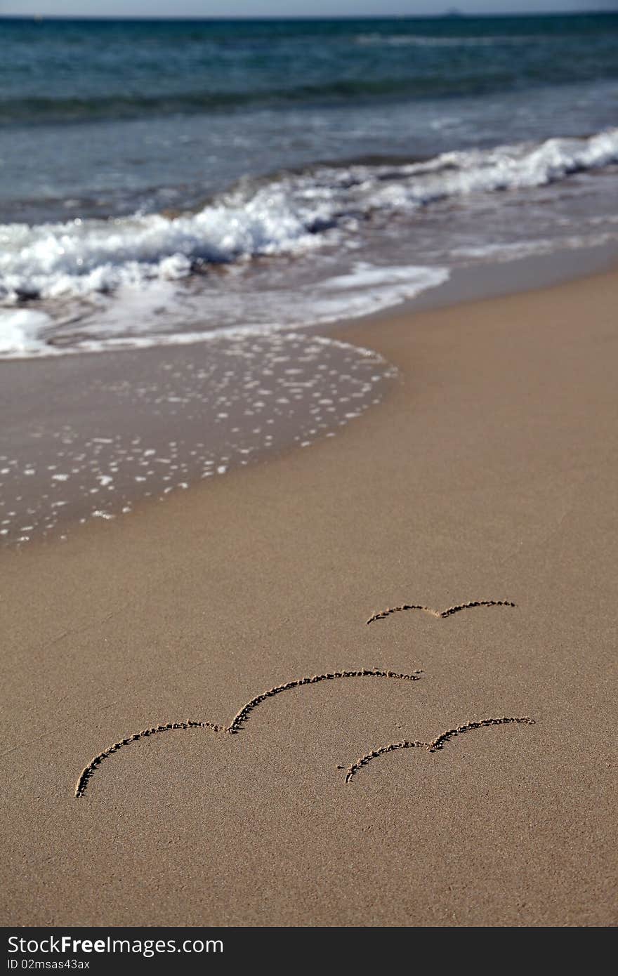 Birds Picture and Sea