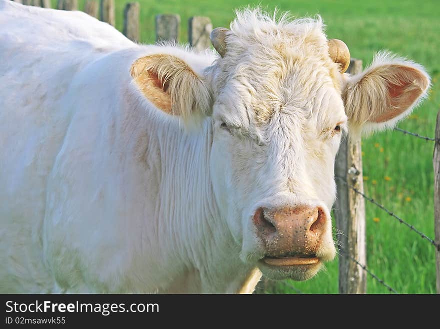 A cute mother cow protecting her calves, France