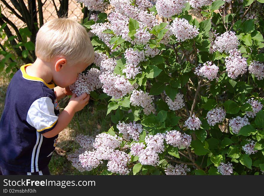 Smelling Lilacs