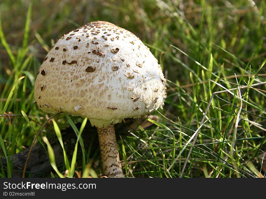 Parasol mushroom in his natural area with green grass around her.