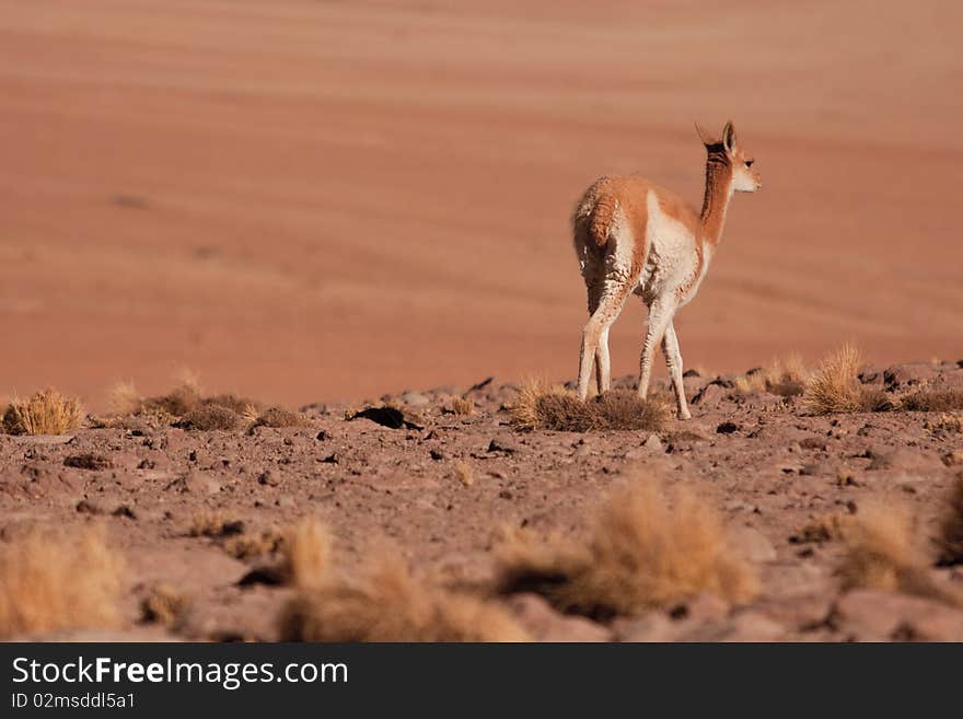 Lhama stands in desert looking landscape