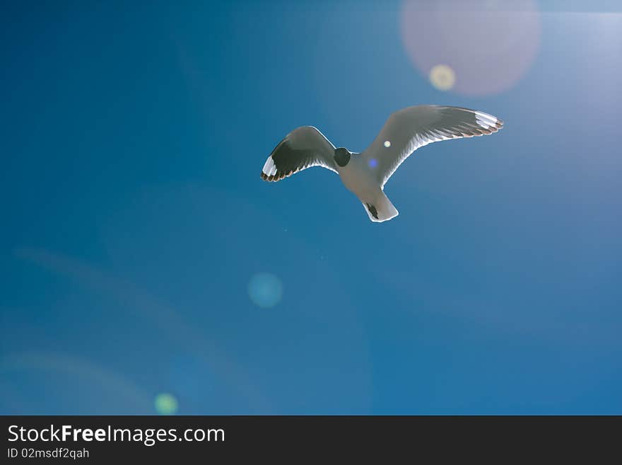 Bird flying on the desert