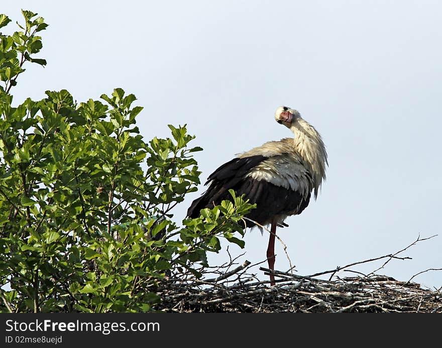 Stork