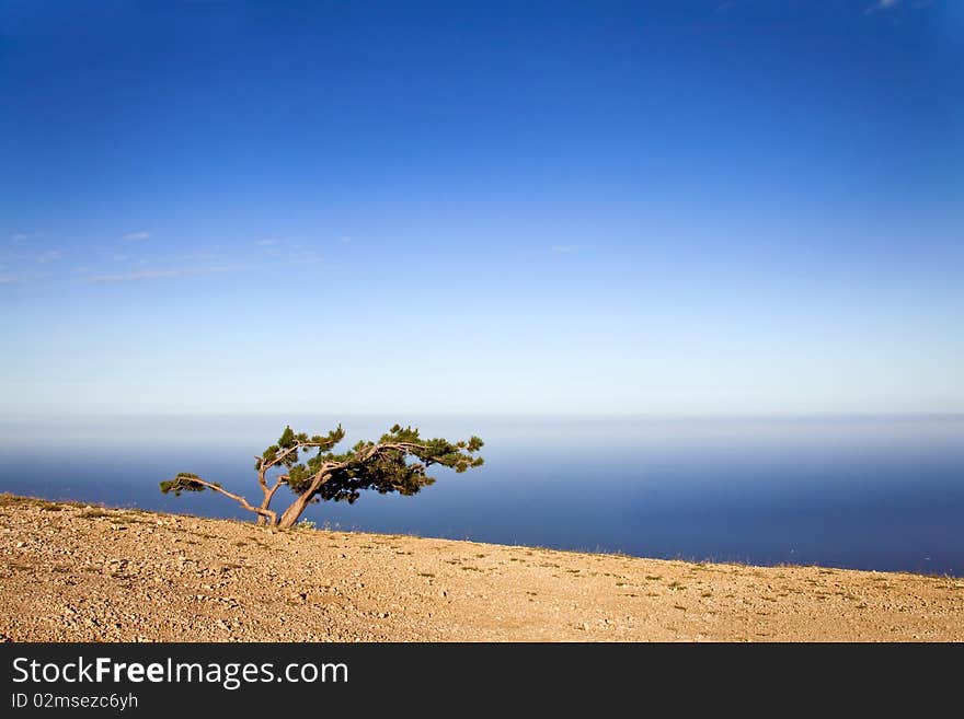 Lonely tree on a cliff