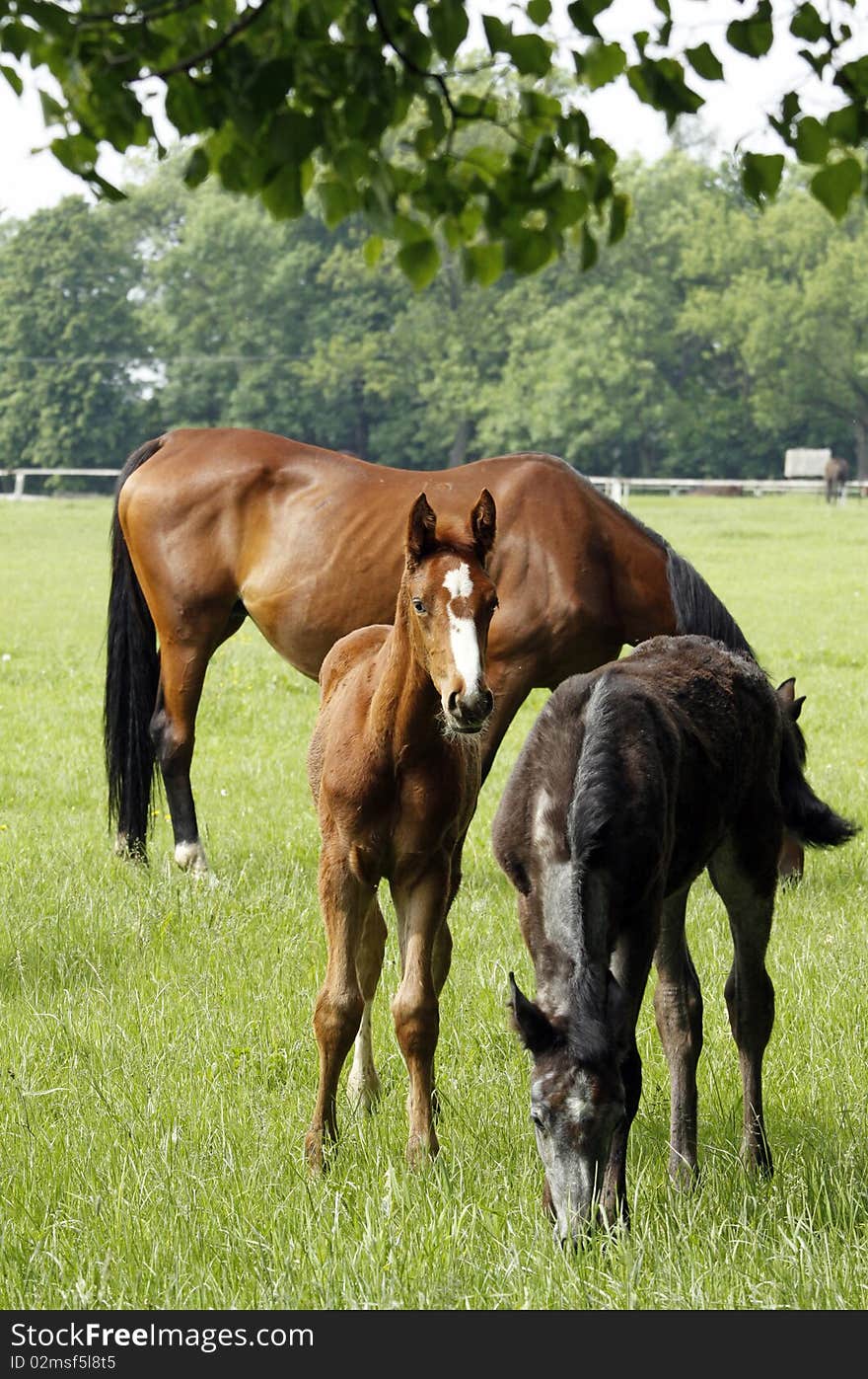 Mare with the foals on the paddock. Mare with the foals on the paddock