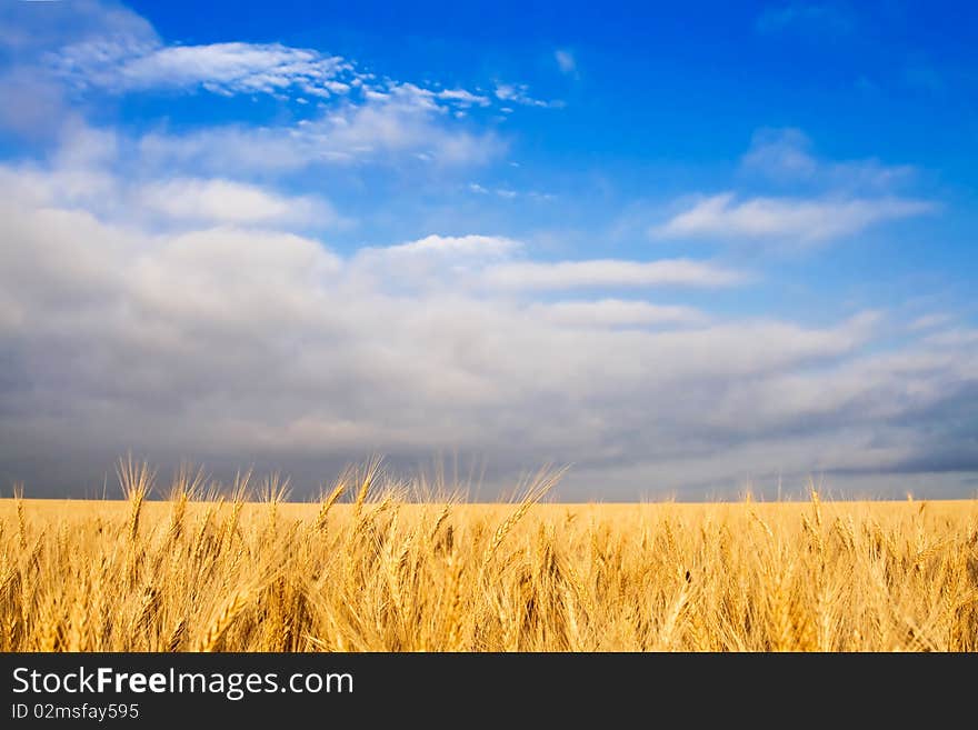 Golden wheat field and blue sky landscape