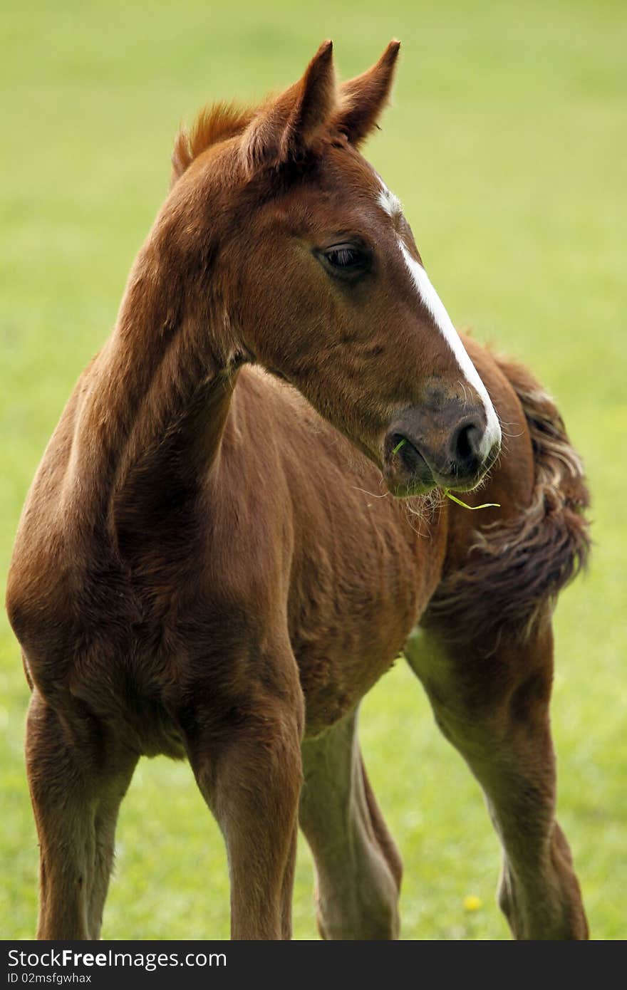 Young horse with grass in the face