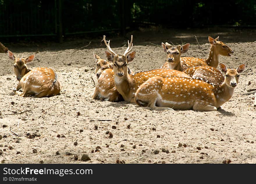 The family of deer on vacation