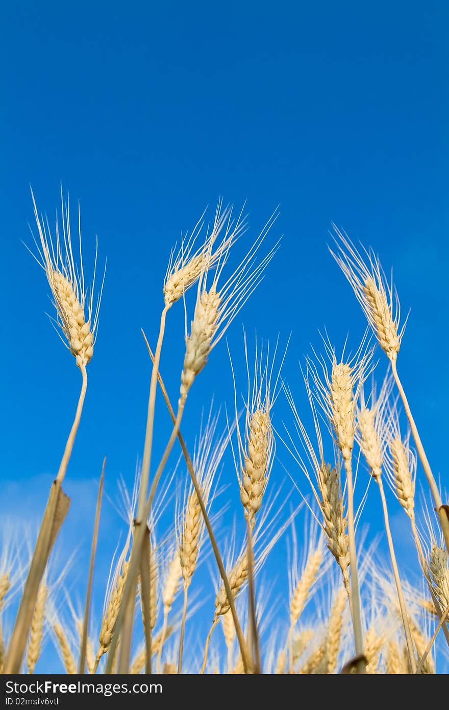 Golden wheat field on blue sky