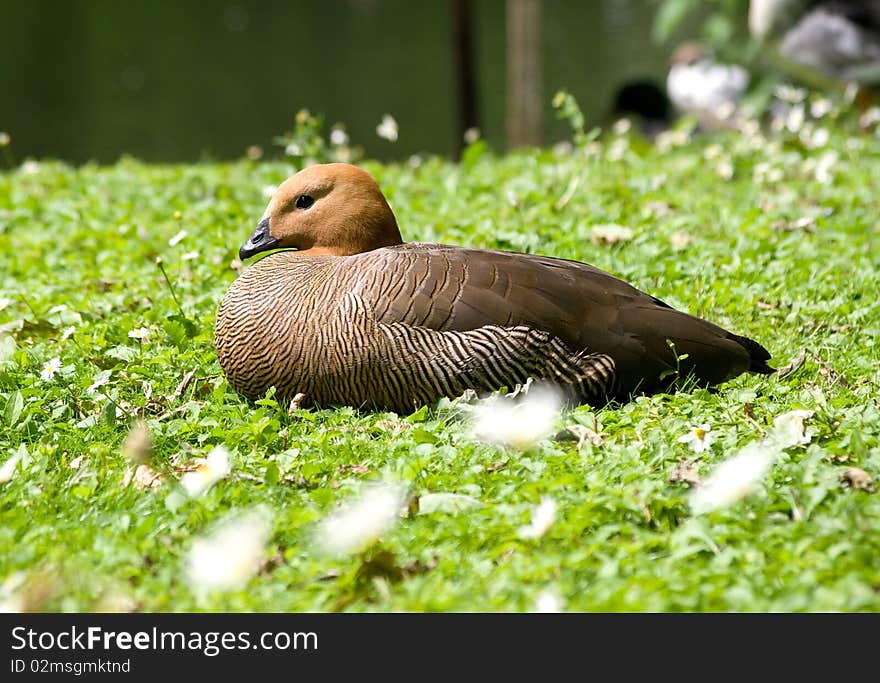 Duck having a rest on a green lawn. Duck having a rest on a green lawn