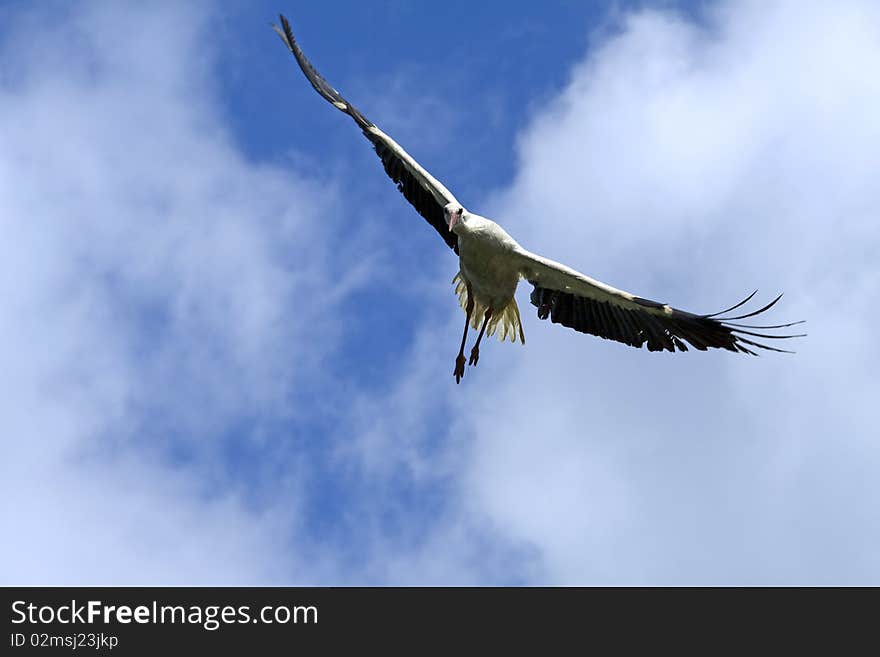 White stork