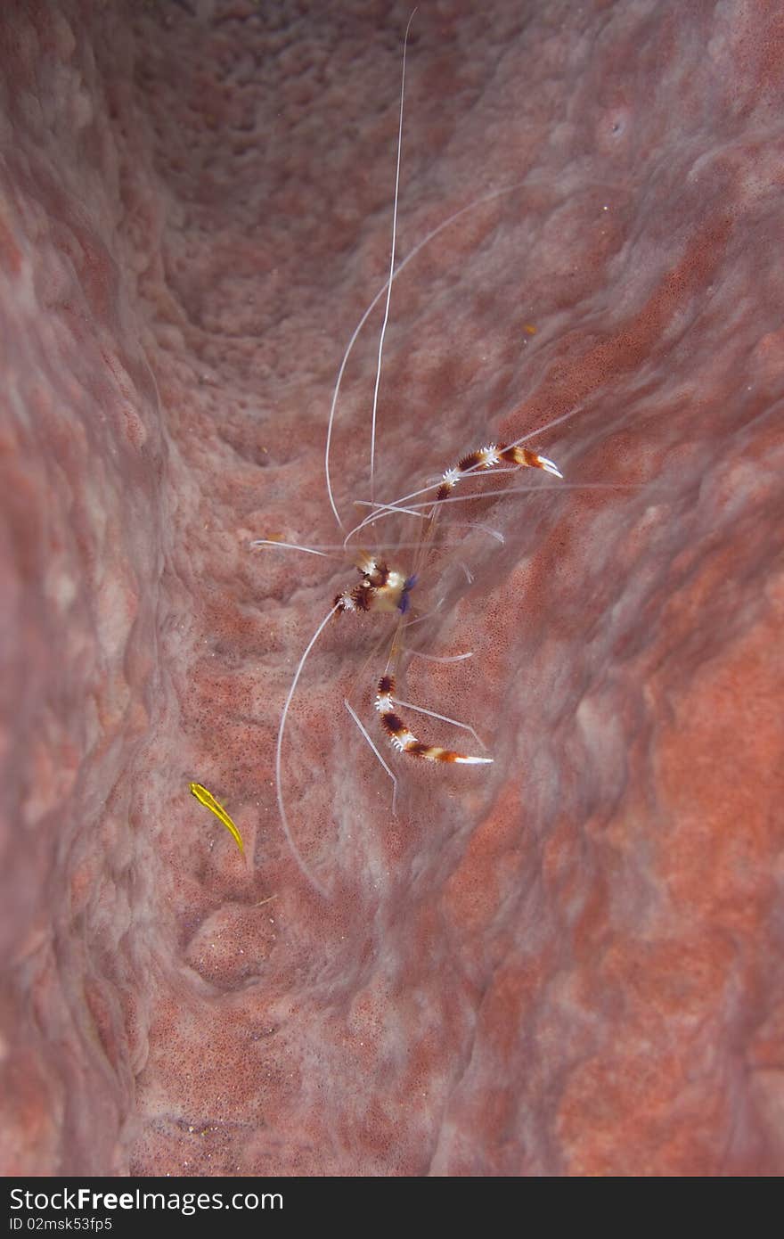 Banded Coral Shrimp in a sponge in the Caribbean Sea