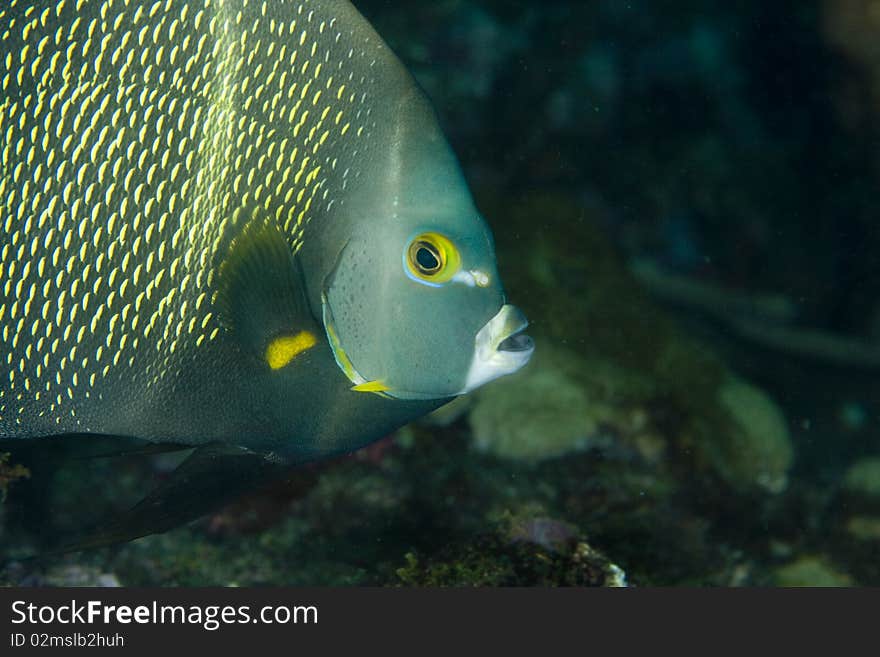 French Angelfish