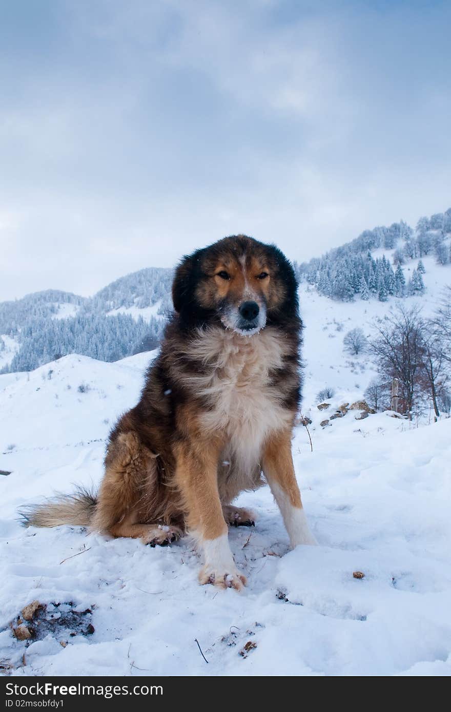 Sheepdog, Shepherd Dog in Winter, in Mountains Landscape