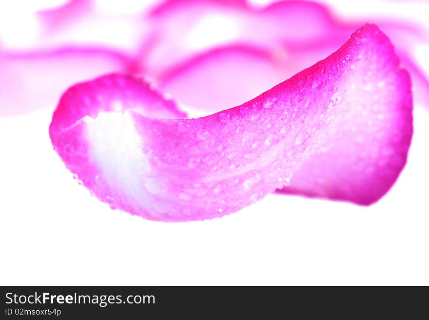 Pink Rose Petals With Water Drops