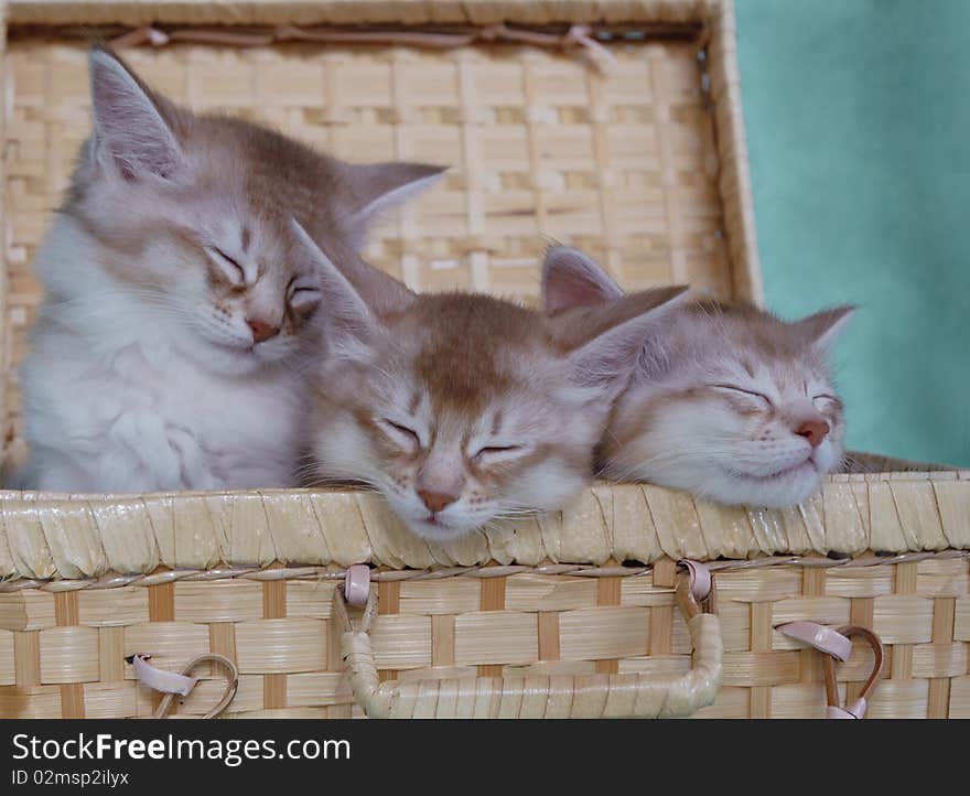 Somali kittens asleep in a basket. Somali kittens asleep in a basket