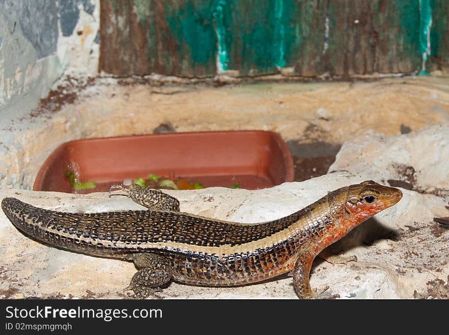 Sudan Plated Lizard (Gerrhosaurus major) in terrarium. Sudan Plated Lizard (Gerrhosaurus major) in terrarium