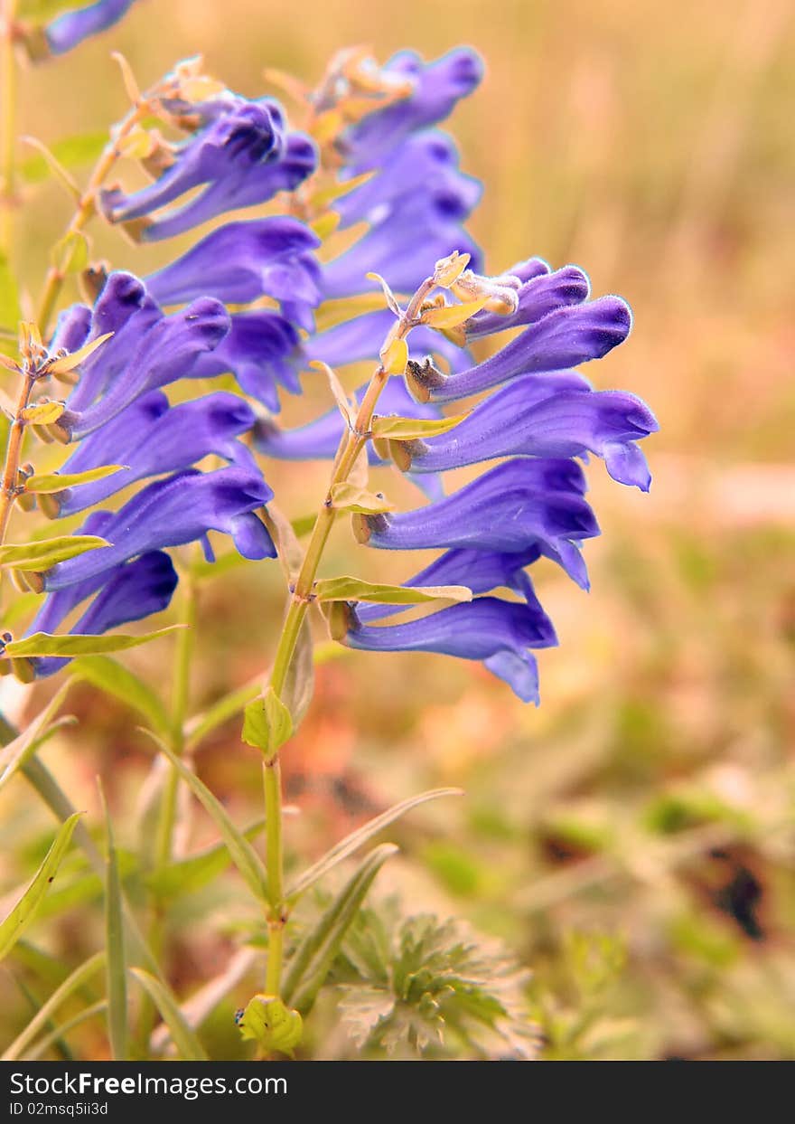 Purple wind flowers in autumn