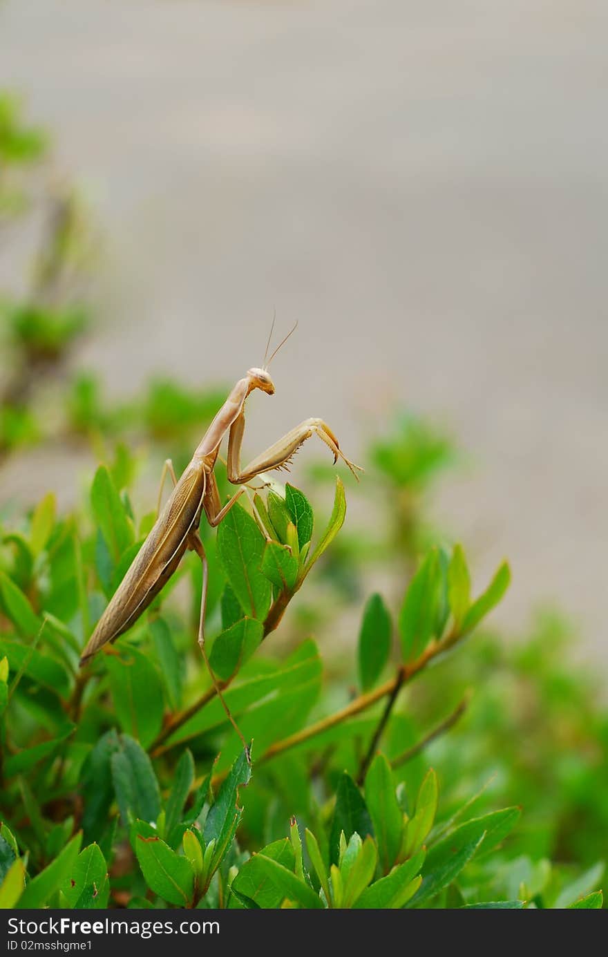 Preying Mantis