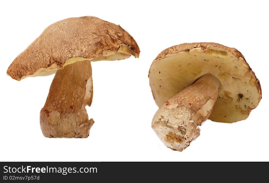 Mushroom Boletus edulis, isolated on white. Mushroom Boletus edulis, isolated on white