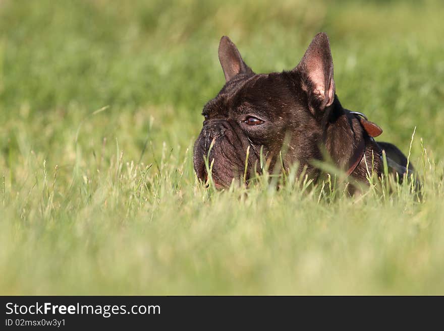 French bulldog in field on long green grass.