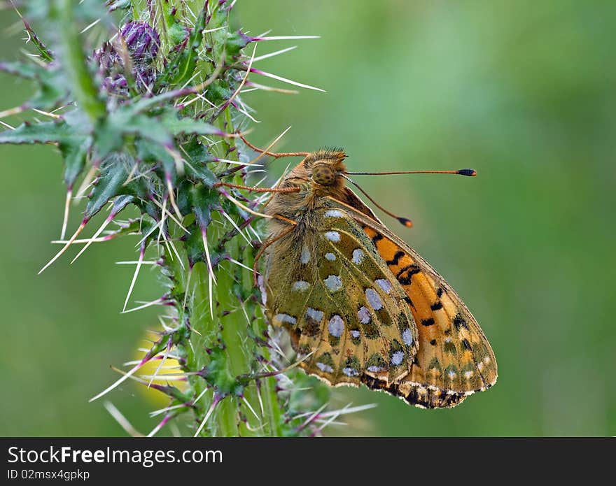 Dark Green Fritillary