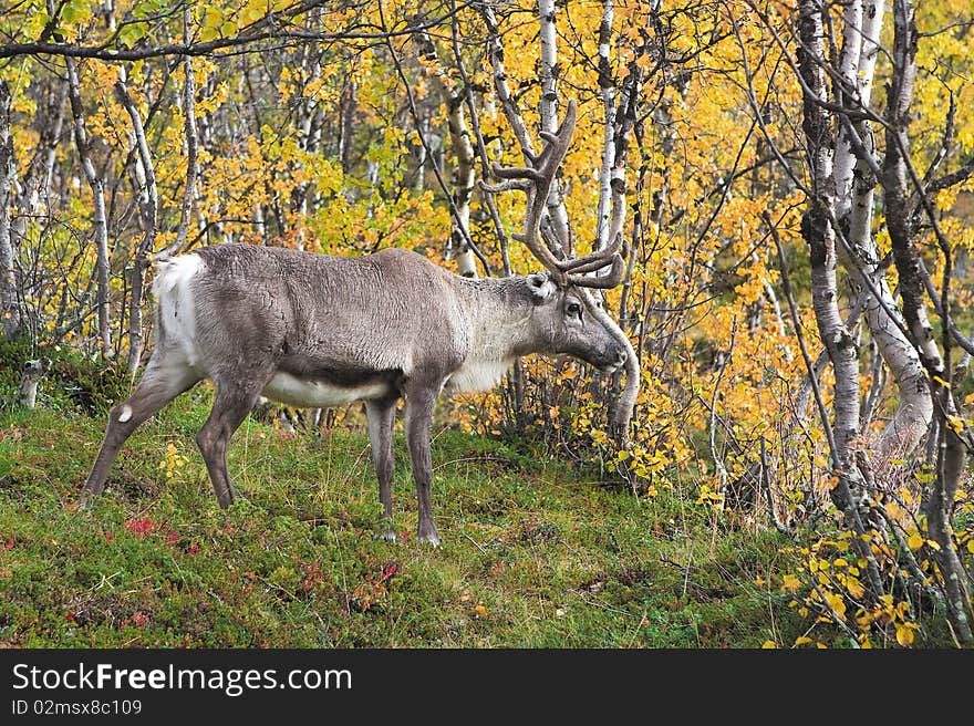 Wild deer in autumn forest. Wild deer in autumn forest