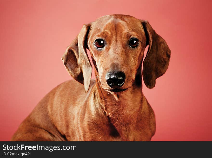 Dachshund on a red background. Studio shot. Dachshund on a red background. Studio shot