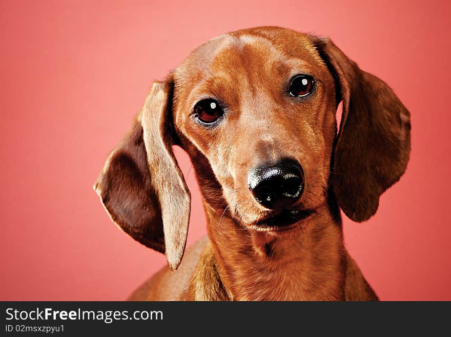 Dachshund on a red background. Studio shot. Dachshund on a red background. Studio shot