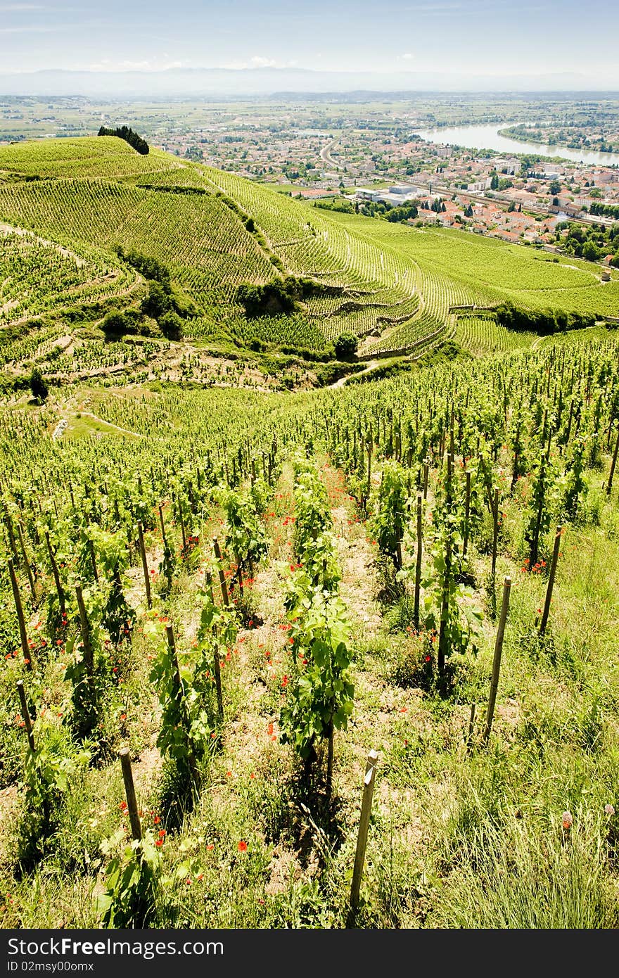 Vineyard in France