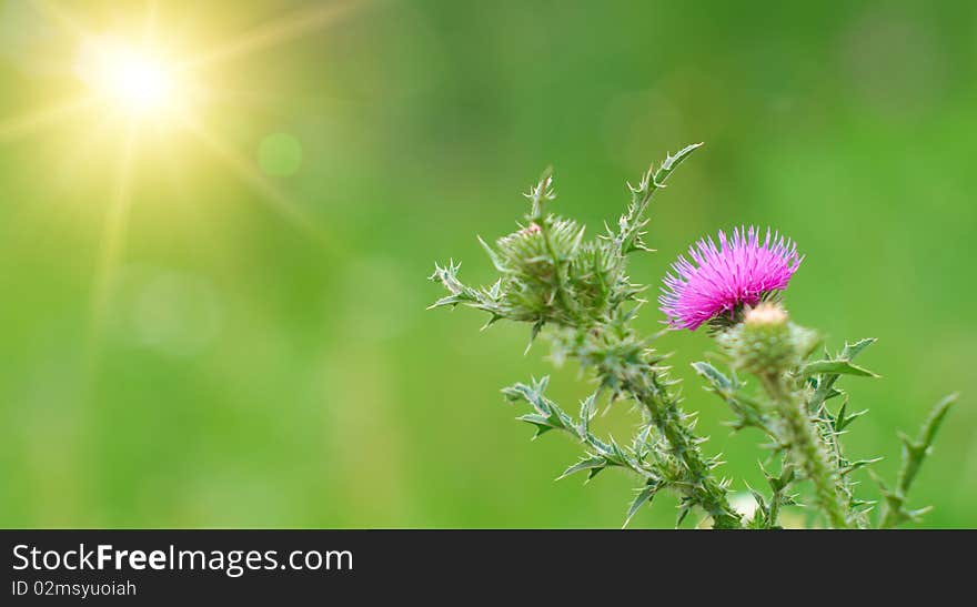 Spiny flower of thorn close-up. Shallow DOF. Spiny flower of thorn close-up. Shallow DOF.