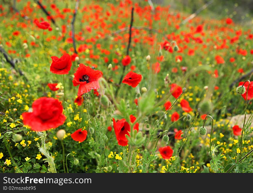 Field of poppies