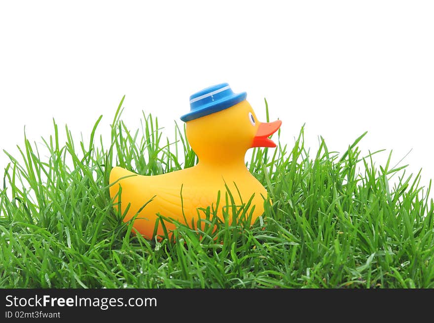 Rubber duck in grass on white background