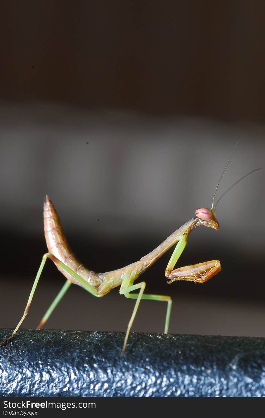 Baby praying mantis in the garden.