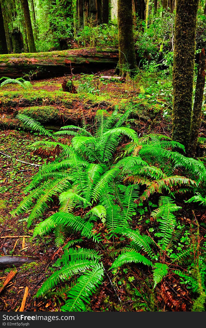 Red wood forest