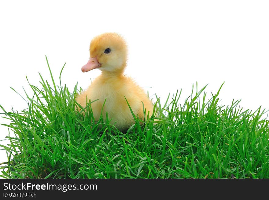 Duck in grass on white background