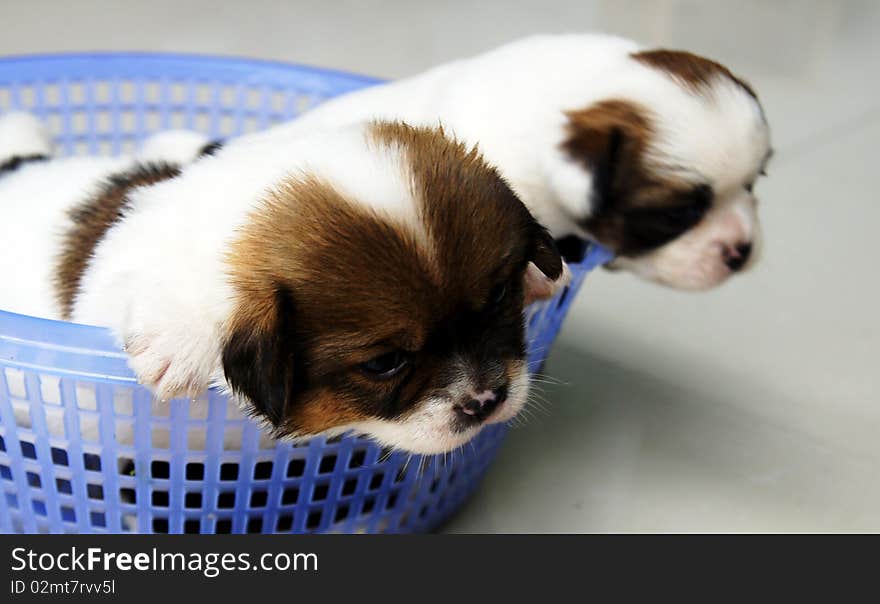 Long-haired brown dog in a small basket. Long-haired brown dog in a small basket