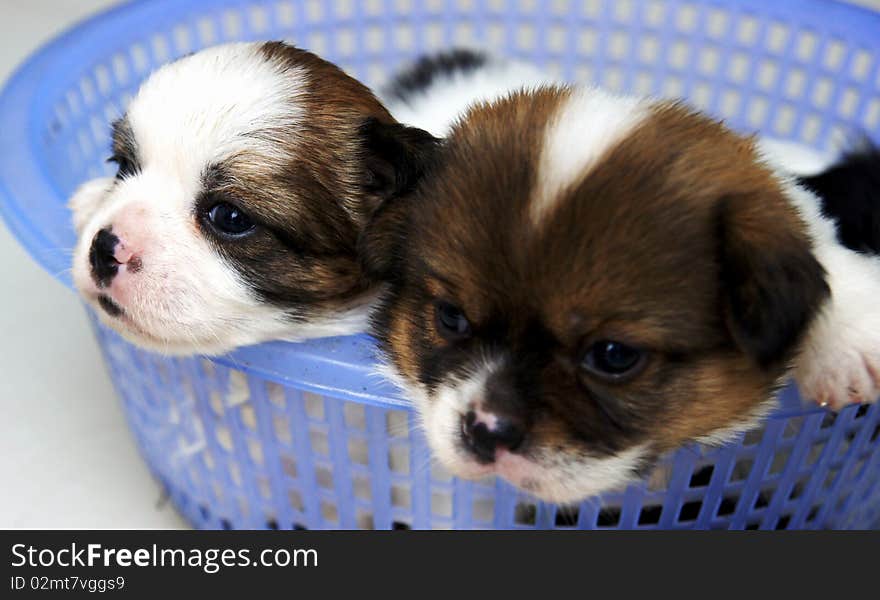 Long-haired brown dog in a small basket. Long-haired brown dog in a small basket