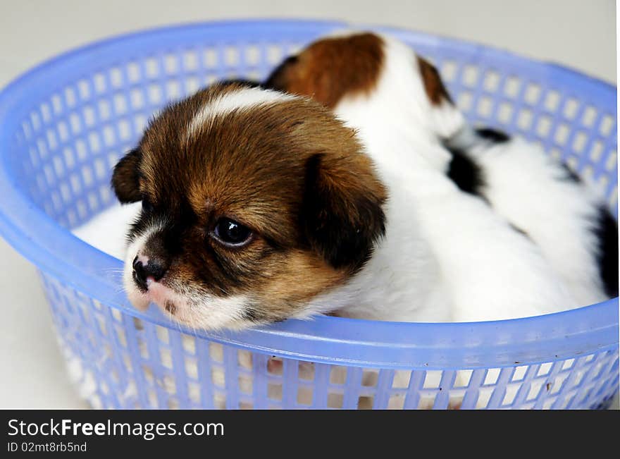 Long-haired brown dog in a small basket. Long-haired brown dog in a small basket