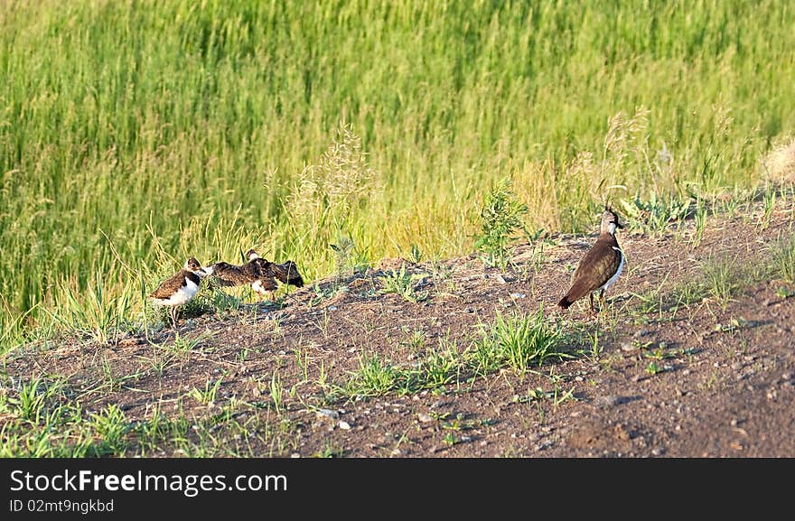 Female Lapwing With Young Ones