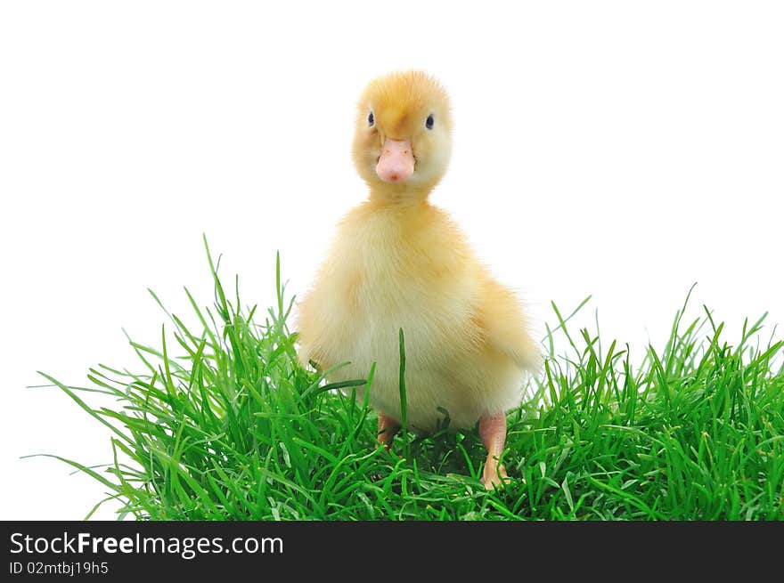 Duck in grass on white background