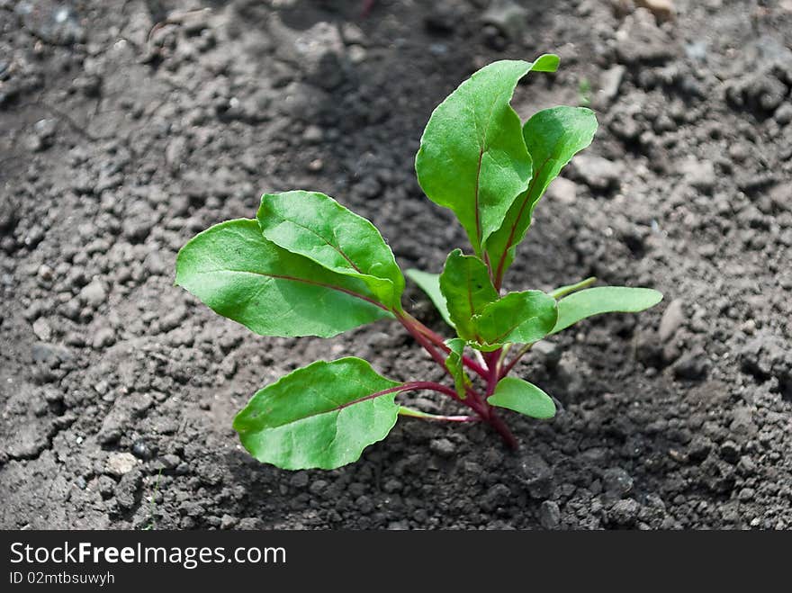 Green young beet sprout in soil