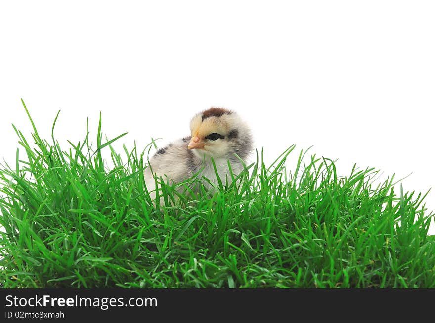 Chick in grass